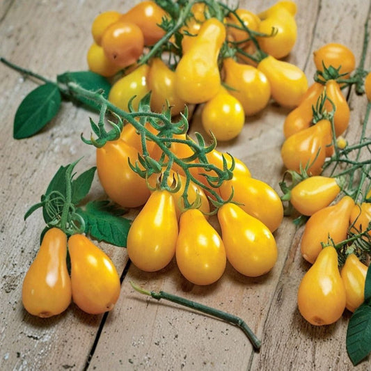 Yellow Pear Tomato Seeds – 50 Fresh Harvest Heirloom | Non-GMO | Indeterminate | Sweet Cherry Tomato  Premium 2024 Harvest | Home Garden Favorite
