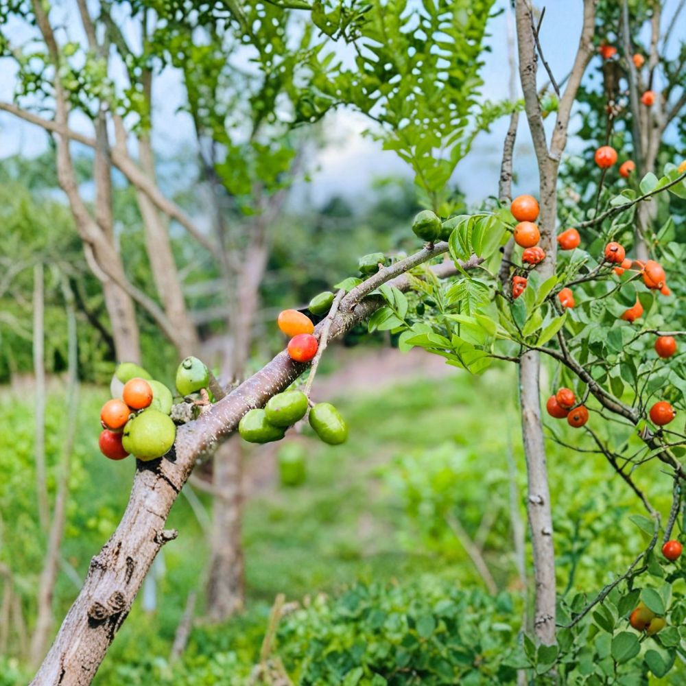 Hog Plum – 5 Fresh Cuttings 6–9 Inch | Jamaican Red Coat Plum | Tropical Fruit Tree Starter | Easy Grow Garden Plant