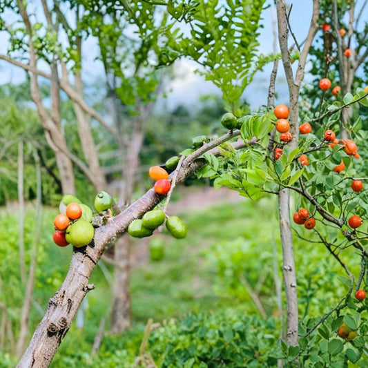 Hog Plum – 5 Fresh Cuttings 6–9 Inch | Jamaican Red Coat Plum | Tropical Fruit Tree Starter | Easy Grow Garden Plant