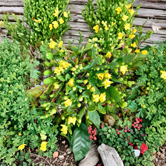 Opuntia humifusa – Winter Hardy Prickly Pear Cactus 10 Unrooted Pads | Yellow Flowers | Extreme Cold Tolerant  Hardy Outdoor Cactus | Spreading Perennial | Low Maintenance Plant