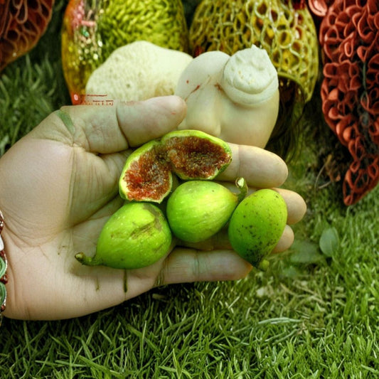 Battaglia Fig Tree Cuttings Set of 6 | Italian White Fig Ficus Carica | Two Crop Variety | Cold Hardy Fruit Tree | No Pot