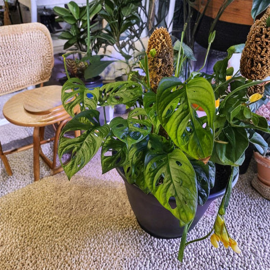 Swiss Cheese Plant Cutting – Monstera adansonii Rooted Plant | 2–3 Leaf Cutting | Indoor Tropical Houseplant | Easy Care | Ready to Grow