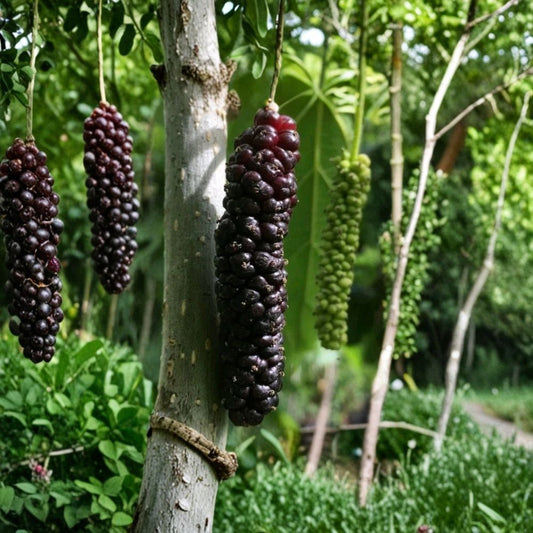 Pakistan Mulberry Cutting – 6–8 Inch Morus macroura | Long Fruit Mulberry | Scion Wood for Grafting or Rooting | Rare Fruit Tree