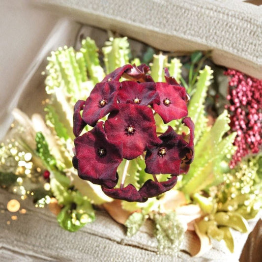 Caralluma Umbellata – Rare Succulent Live Plant | 3.5 Inch Potted Stapeliad | Exotic Maroon Flower Collector Plant