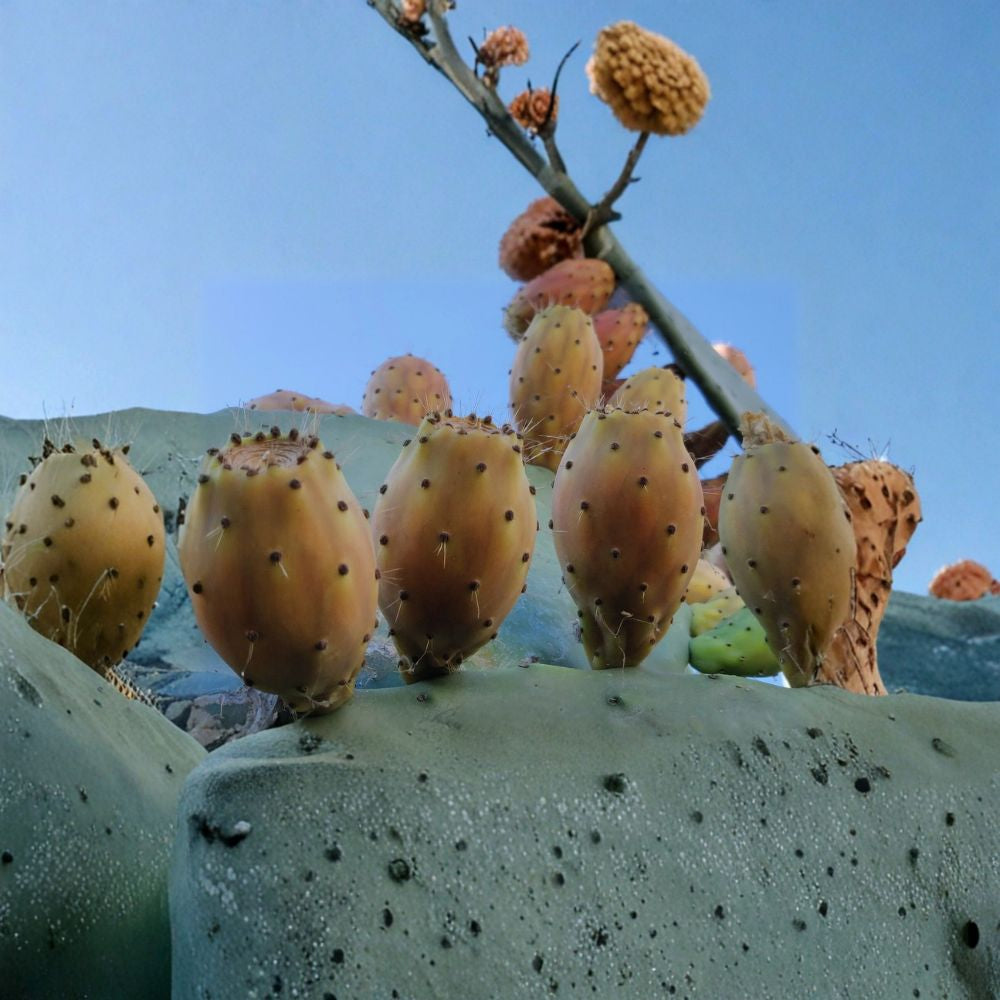 100 Organic Opuntia Prickly Pear Cactus Seeds Tuna Sabra | Nopal | Edible Fruit | Fresh Ready to Plant