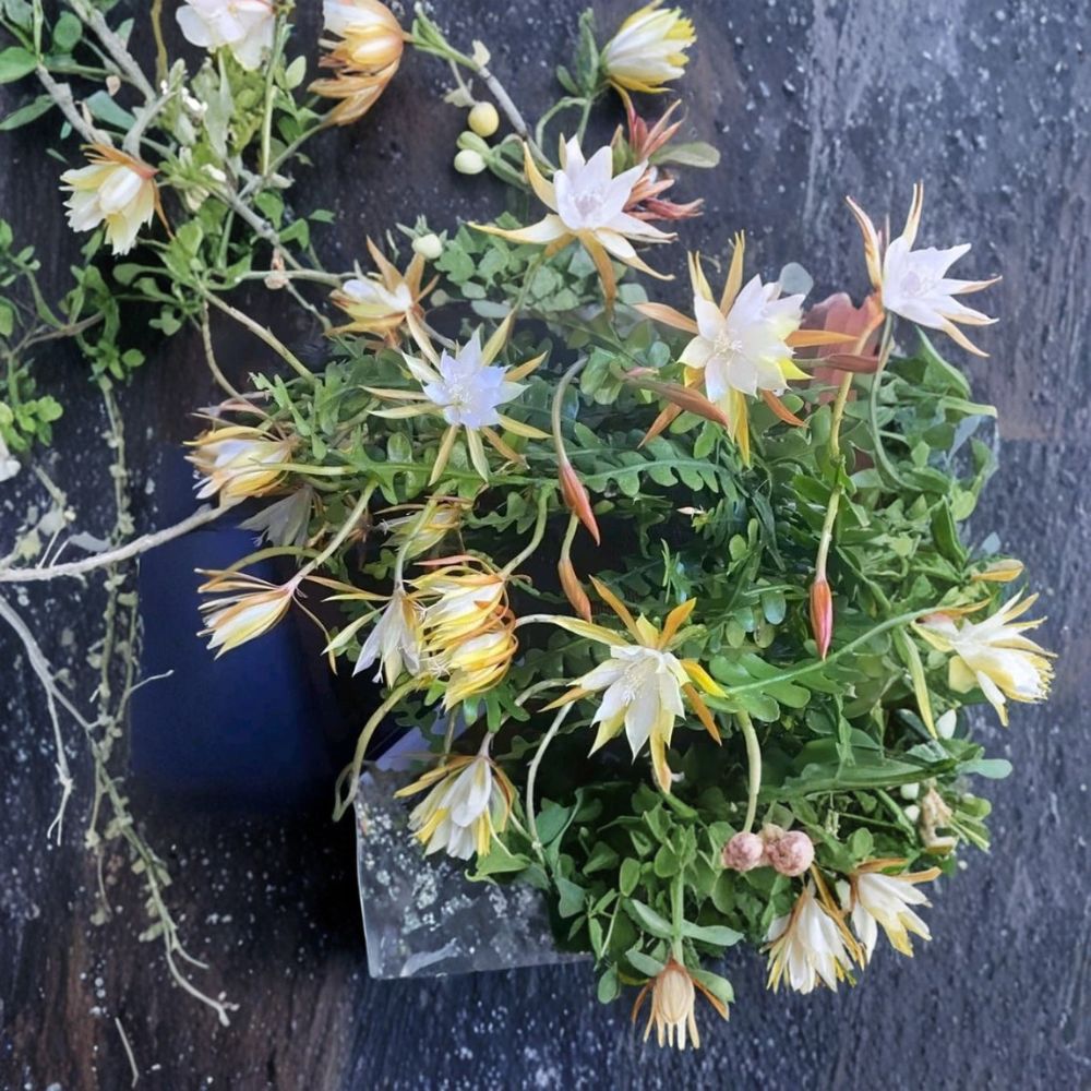 XL Epiphyllum Plant – 10 Year Mature Specimen | Rooted Orchid Cactus | Night Blooming Fragrant White Flowers | Large Indoor Tropical Plant | Collector’s Choice