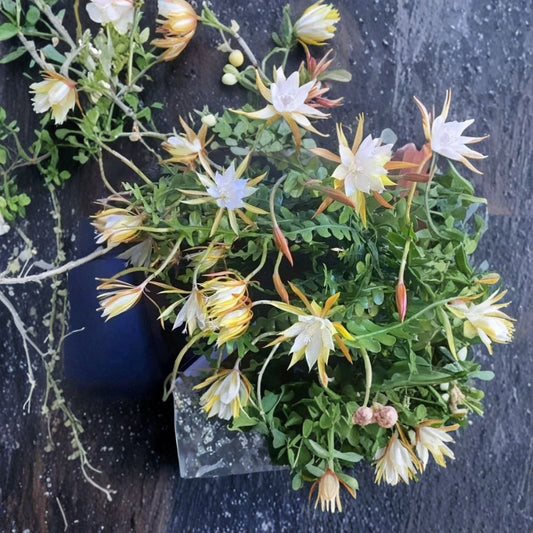 XL Epiphyllum Plant – 10 Year Mature Specimen | Rooted Orchid Cactus | Night Blooming Fragrant White Flowers | Large Indoor Tropical Plant | Collector’s Choice