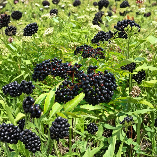 Elderberry Cuttings Mix – 10 Sambucus canadensis (Johns & Adams) + 3 Goji Berry Cuttings | Easy Rooting Fruit Shrubs | Organic Garden