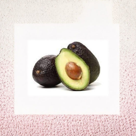 Carmen Avocado Tree – Persea americana Grafted Live Tree | 2–3 Feet Tall | Ships in 3 Gallon Pot  Premium Avocado Variety | Early Producing | Backyard Orchard Tree