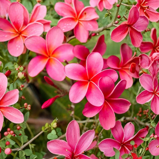 Pink Plumeria Cuttings – 2 Pack 10 Inch Unrooted | Tropical Frangipani Flower Plant | Fresh Hawaii Grown Starter