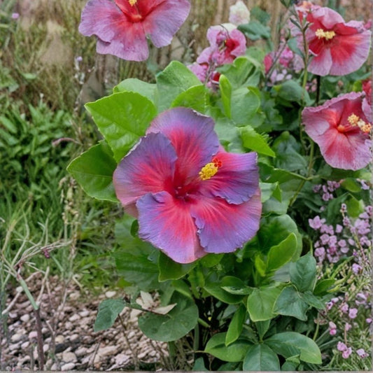 Nightfire Hibiscus Cuttings Set of 3 | Rare Tropical Hibiscus | Exotic Flowering Plant | Unrooted Cuttings | No Pot