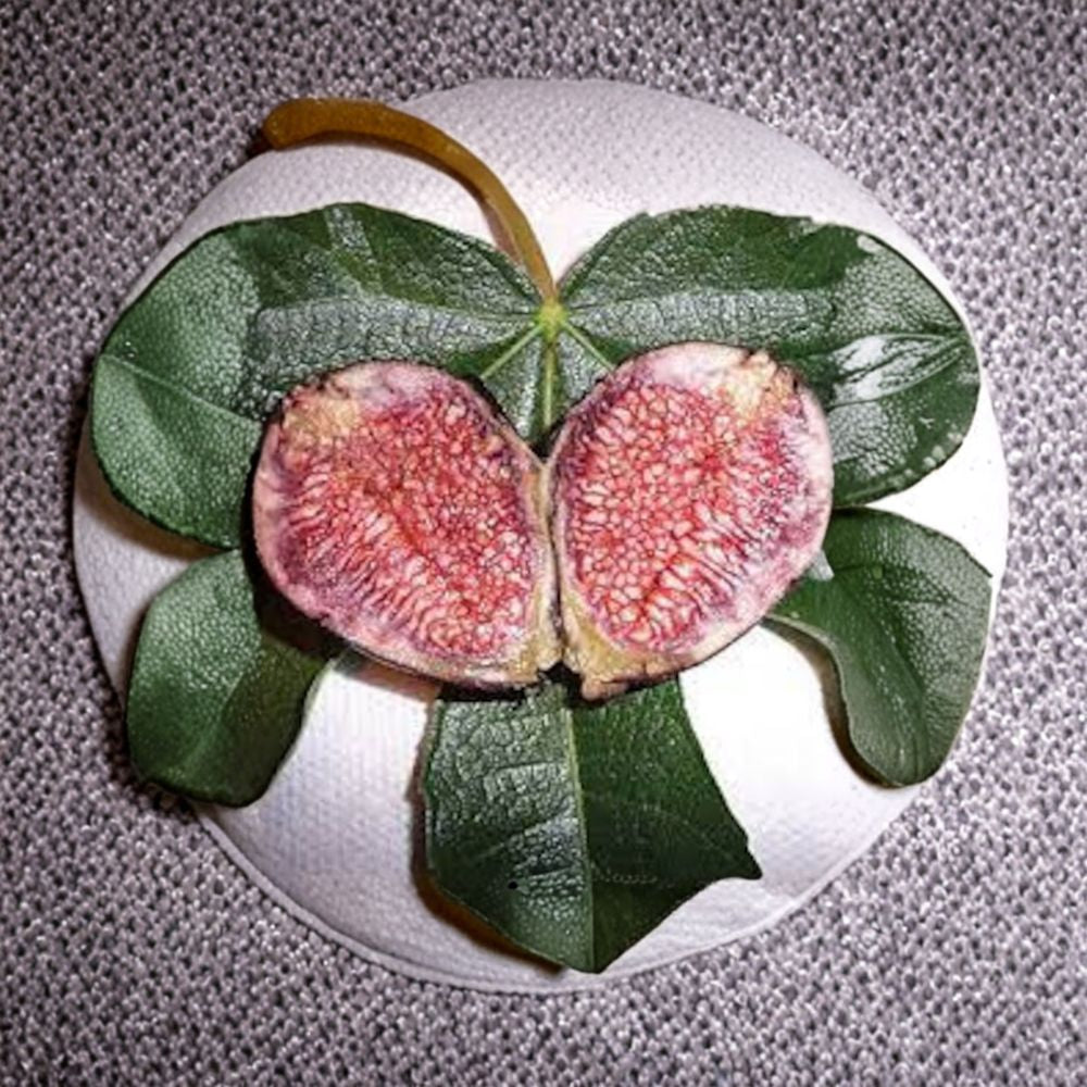 Violette de Bordeaux Fig Tree – Ficus carica Live Fruit Tree | 2–3 Feet Tall | Shipped in Pot (3 Gal for 3FT Option)  Sweet Purple Fig Variety | Natural Dwarf Tree | Patio & Backyard Friendly