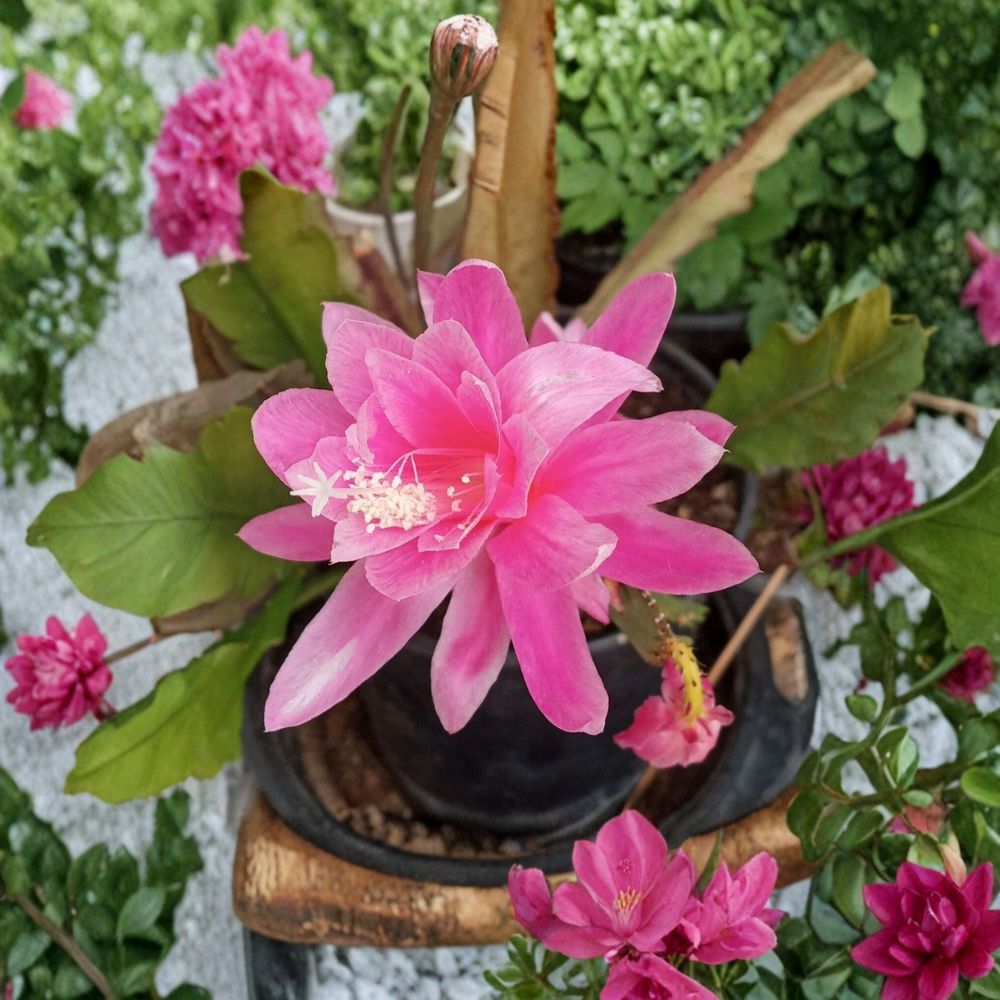 German Empress Orchid Cactus Cutting – Epiphyllum Live Unrooted | 6+ Inch Fresh Cutting | Rare Flowering Cactus | Indoor Outdoor Plant