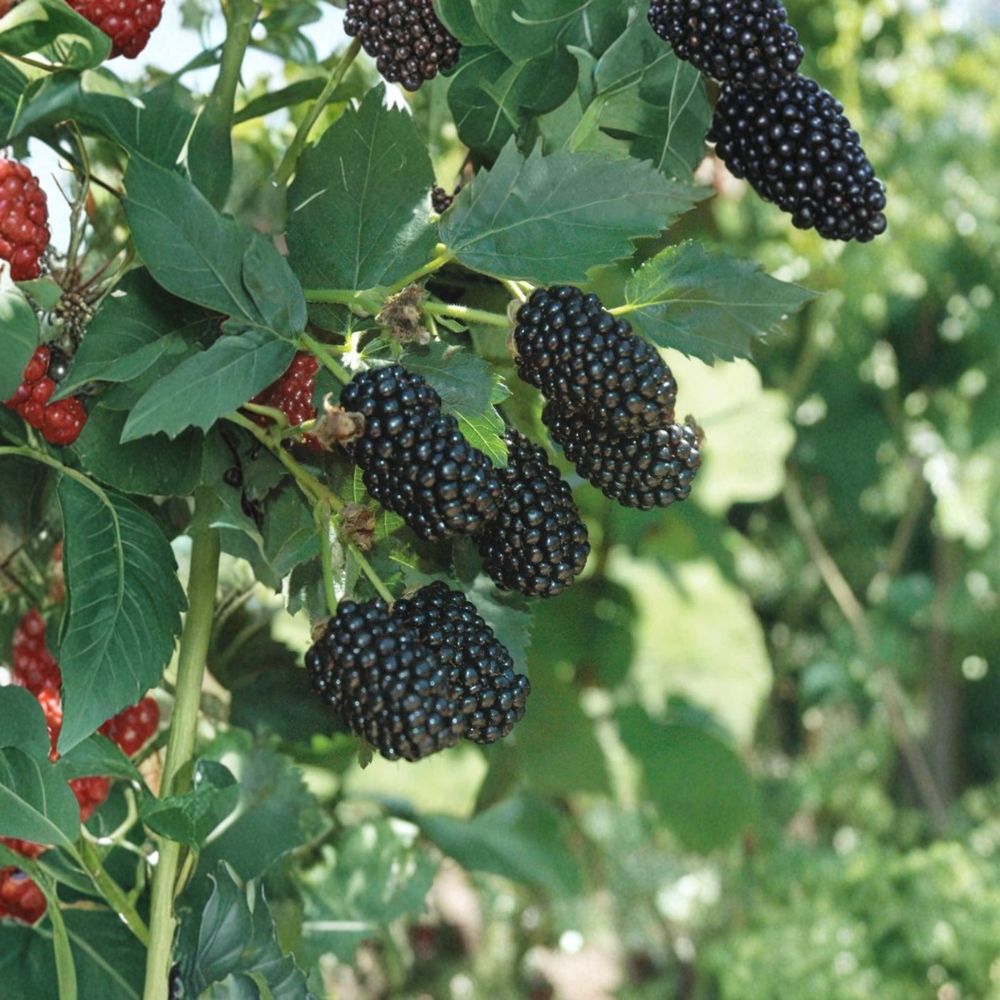 Prime-Ark Freedom Thornless Blackberry Plants – Set of 4 Live Starter Plants | 4–10 Inches Tall | Sweet Primocane Berry Bush | Easy Grow Fruit Garden