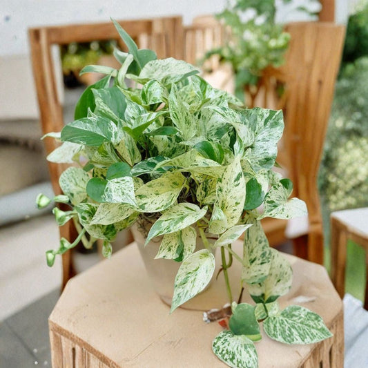 Snow Queen Pothos Cuttings – 3 Variegated Epipremnum Aureum Cuttings | White Green Indoor Vine | Easy Houseplant | Fast Growing Plant