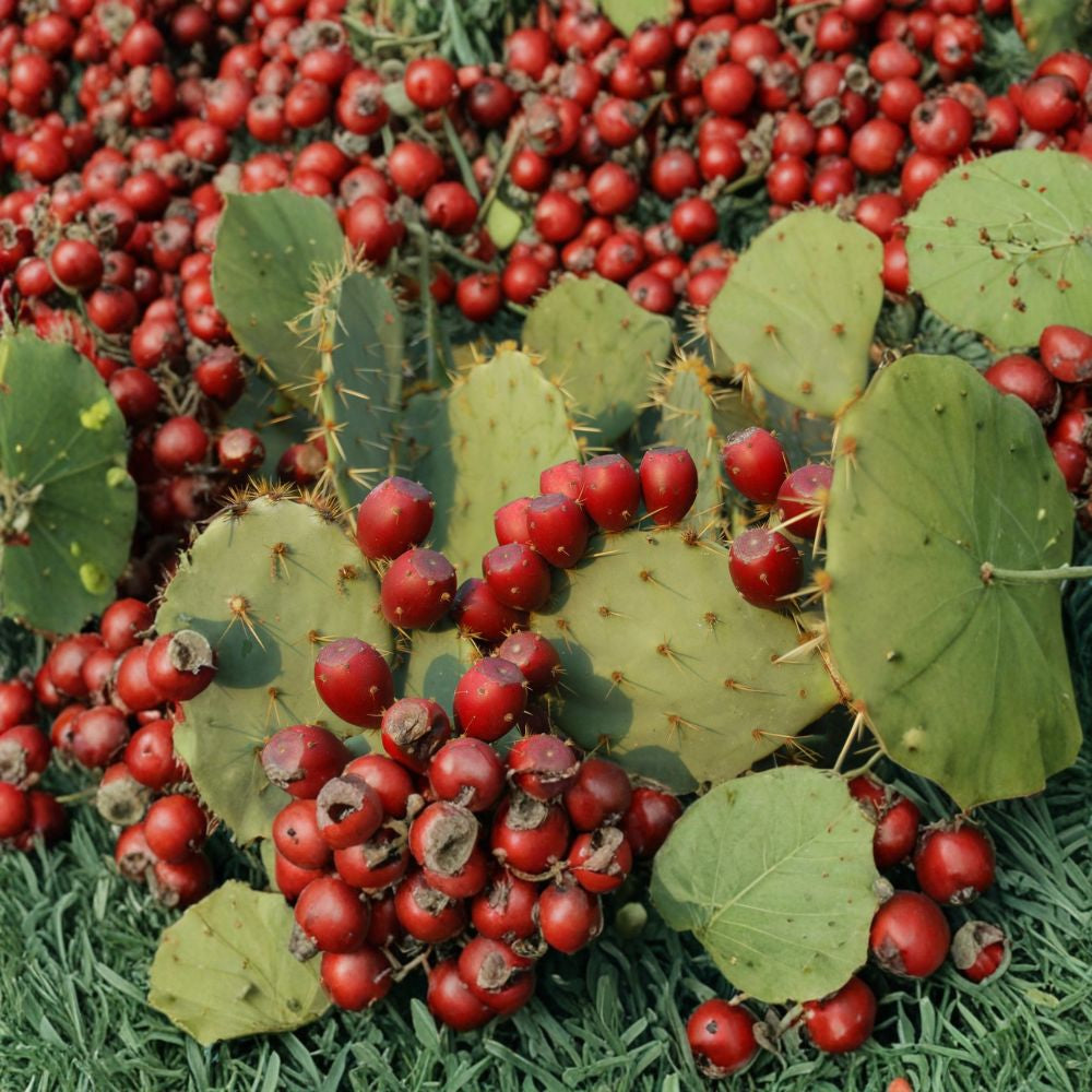 Rare Cactus Pear – Opuntia Variety 10 Seeds | Edible Fruit Cactus | USA Seller  Prickly Pear Plant | Desert Garden Favorite | Easy to Grow