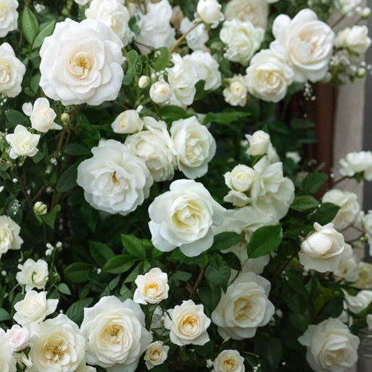 Rosa ‘Iceberg’ – Floribunda Rose Live Starter Plant | 6 Inches Tall | Shipped in 3" Pot  Classic White Blooms | Long Flowering Season | Easy Care Rose