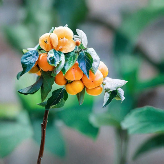Kaki Persimmon Cuttings – 5 Pack | Hardy Diospyros Kaki Scion Wood | Fruit Tree Grafting Cuttings | Easy to Grow