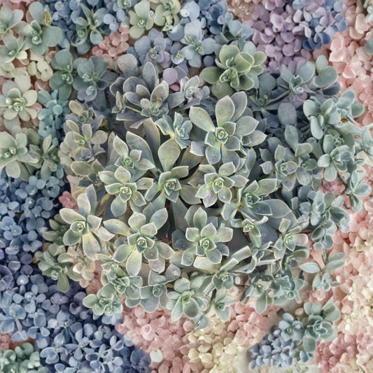 Aeonium Haworthii Succulent Cuttings – 4 Fresh Cuttings | Easy Grow Drought Tolerant Plant | Indoor Outdoor Succulent | Beginner Friendly