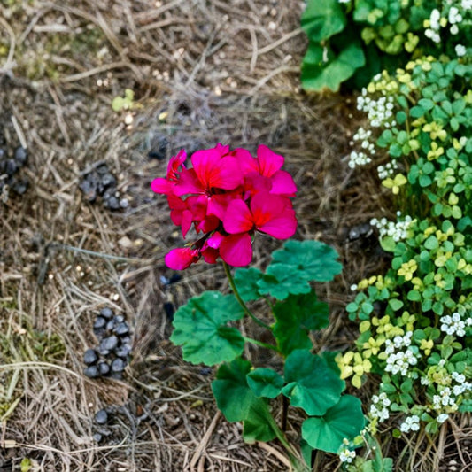 Zonal Geranium – Hot Pink with Orange Centers | 6 Inch Fresh Cutting | Pelargonium Flower Starter | Vibrant Blooming Plant | Easy to Grow