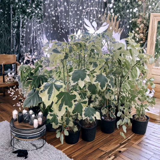 Abutilon ‘Savitzii’ – Variegated Flowering Maple – Abutilon Hybrid Live Plant | 2 Feet Tall | Includes 6 Inch Nursery Pot  Cream & Green Variegated Foliage | Elegant Shrub | Patio Favorite