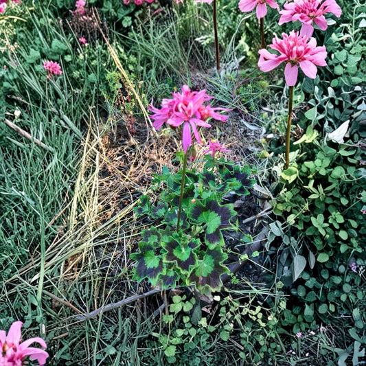 Rare Pelargonium Geranium – Spiky Pink Bloom Cutting | 6 Inch Live Plant Starter | Unique Flowering Geranium | Easy to Grow