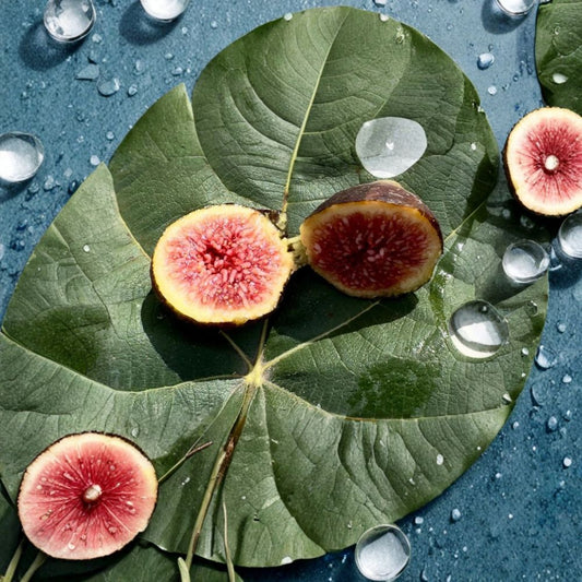 Brown Turkey Fig Cuttings Set of 8 | Ficus carica Fig Tree Propagation | Hardy Fruit Tree Cuttings | Easy to Grow | No Pot
