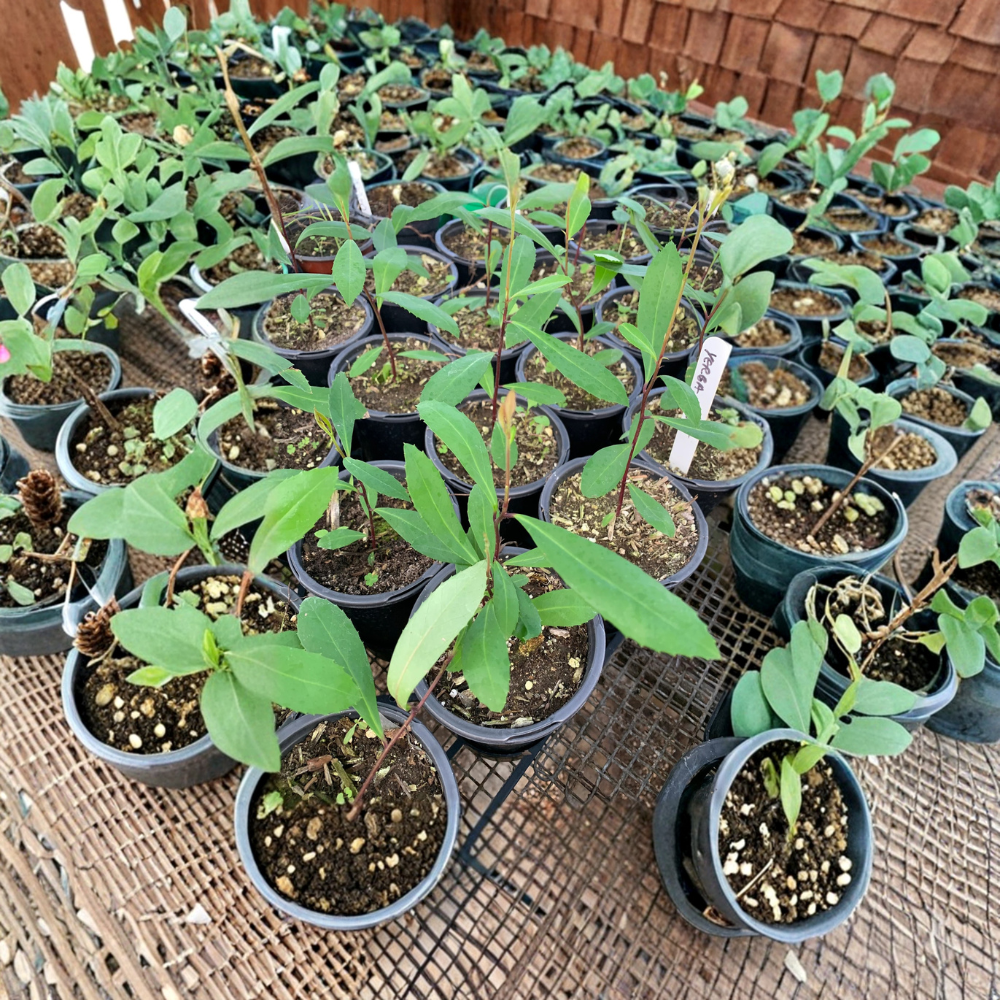Yerba Mate – Ilex paraguariensis Live Herbal Plant | Starter Size | Shipped in 3" Cup  Traditional Tea Plant | Evergreen | Grow Your Own Mate