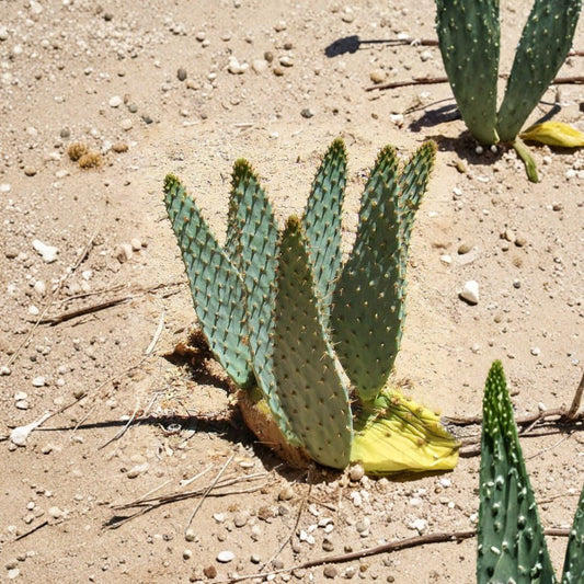 Cow Tongue Cactus Cutting – Opuntia engelmannii var. linguiformis | 6–10 Inch Prickly Pear | Rare Desert Succulent