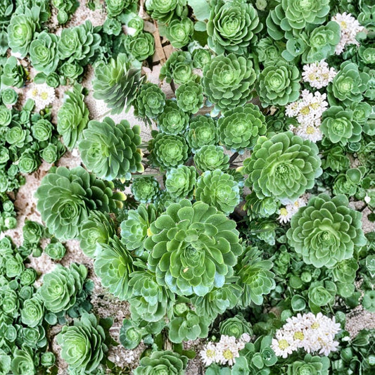 Aeonium Arboreum “Irish Rose” Cuttings – 6 Organic Succulent Cuttings | Rare Green Rosette Succulent | 4–7 Inch Fresh Cuttings | Easy to Grow | California Grown