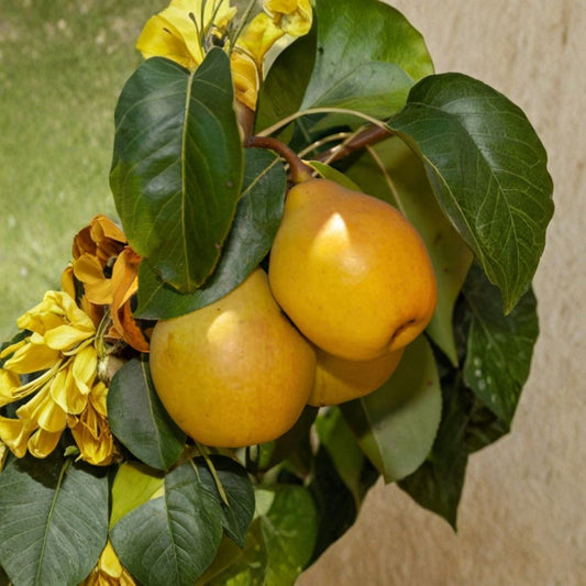 Fan-Stil Pear Tree – Pyrus communis Live Fruit Tree | Ships in 1 Gallon Pot | Grafted Tree  Sweet Yellow Pear | Unique Bell Shape | Backyard Orchard