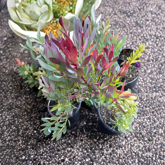 Leucadendron ‘Hawaii Magic’ – Leucadendron Live Evergreen Shrub | 1 Foot Tall | Shipped in 1 Gallon Pot  Colorful Foliage Plant | Compact Bushy Form | Drought Tolerant Landscape Shrub
