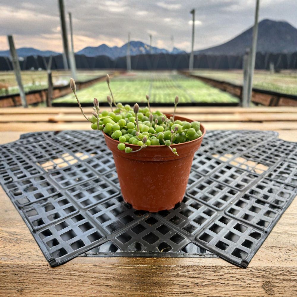 String of Pearls Live Plant – Senecio rowleyanus Fully Rooted | 4 Inch Potted Hanging Succulent | Trailing Indoor Plant