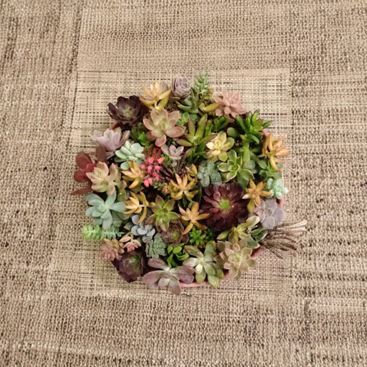40 Succulent Cuttings Mix – 20 Varieties | Assorted Rosette Succulents | DIY Succulent Kit | Wedding Favors & Terrarium Plants | Easy to Grow
