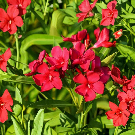 Oleander ‘Petite Red’ Cuttings – 5 Rare Nerium Oleander Cuttings | Red Flower Shrub | Grafting or Rooting | Dwarf Oleander