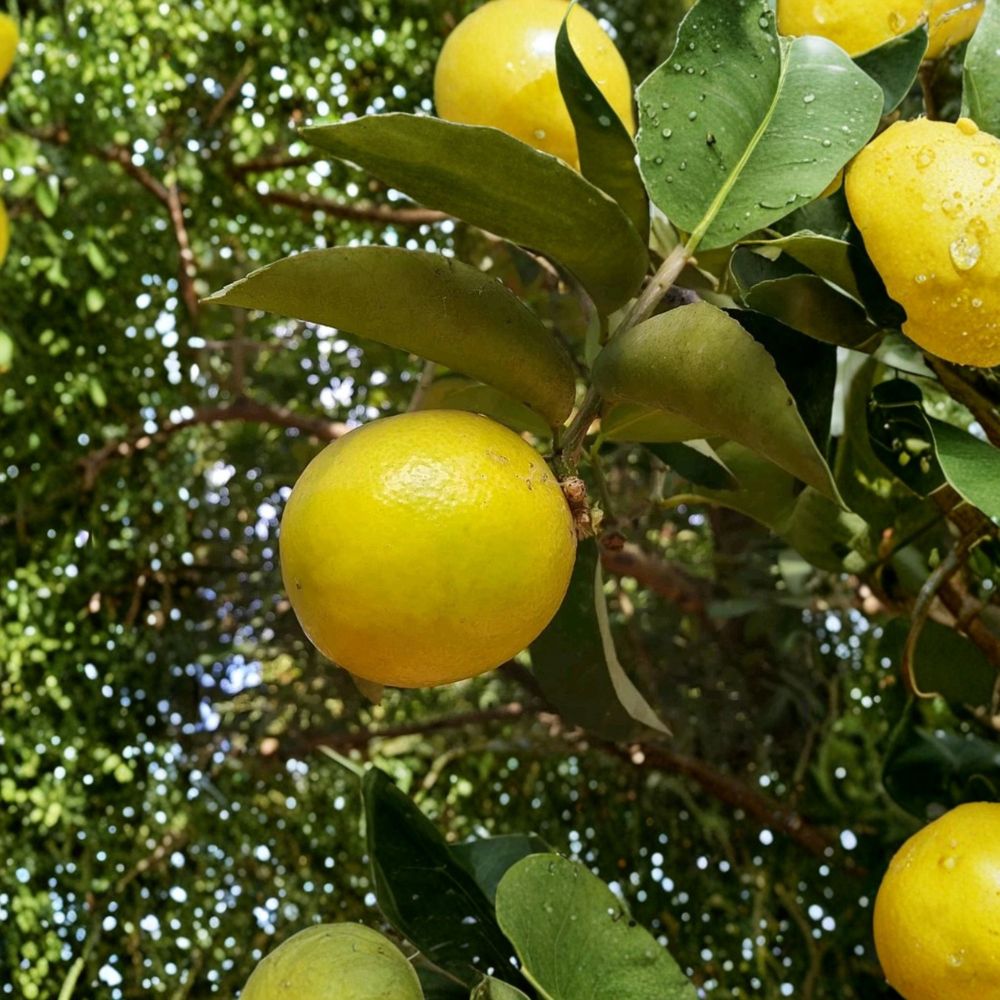 Palestine Sweet Lemon Cutting – Citrus limetta Live Unrooted | 6–8 Inch Scion | Sweet Lime Citrus | Grafting or Rooting