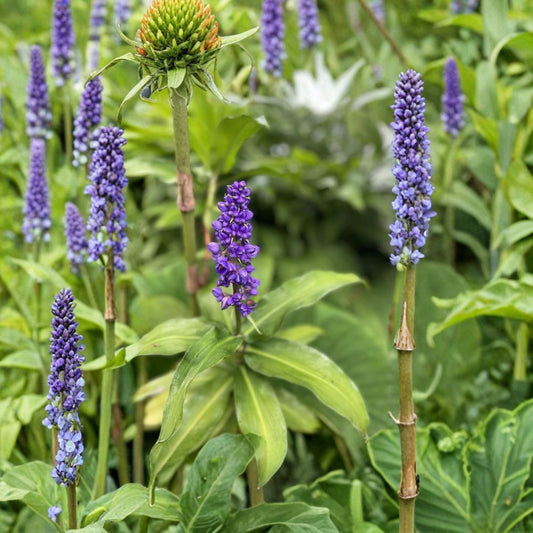Blue Ginger Plant Cuttings Set of 3 | Dichorisandra Thyrsiflora Hawaii Grown | Tropical Flowering Plant | Exotic Garden Plant | No Pot