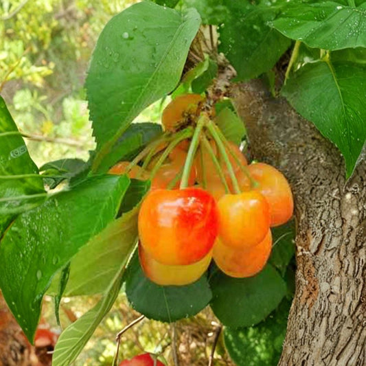 Rainier Cherry Tree – Prunus avium Live Fruit Tree | 2 Feet Tall | Shipped in 3 Gallon Pot  Golden Blush Cherries | Sweet Flavor Variety | Backyard Orchard Favorite