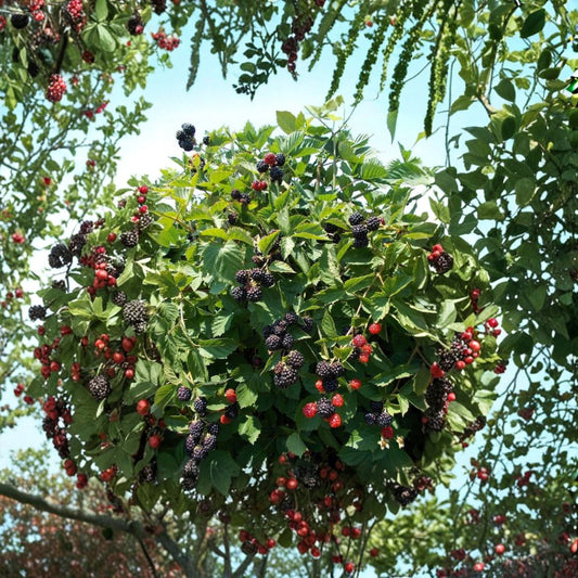 Triple Crown Thornless Blackberry – 2 Live Plants | 1–2 Year Old Well Rooted | Large Sweet Berries | Hardy Backyard Fruit Bush