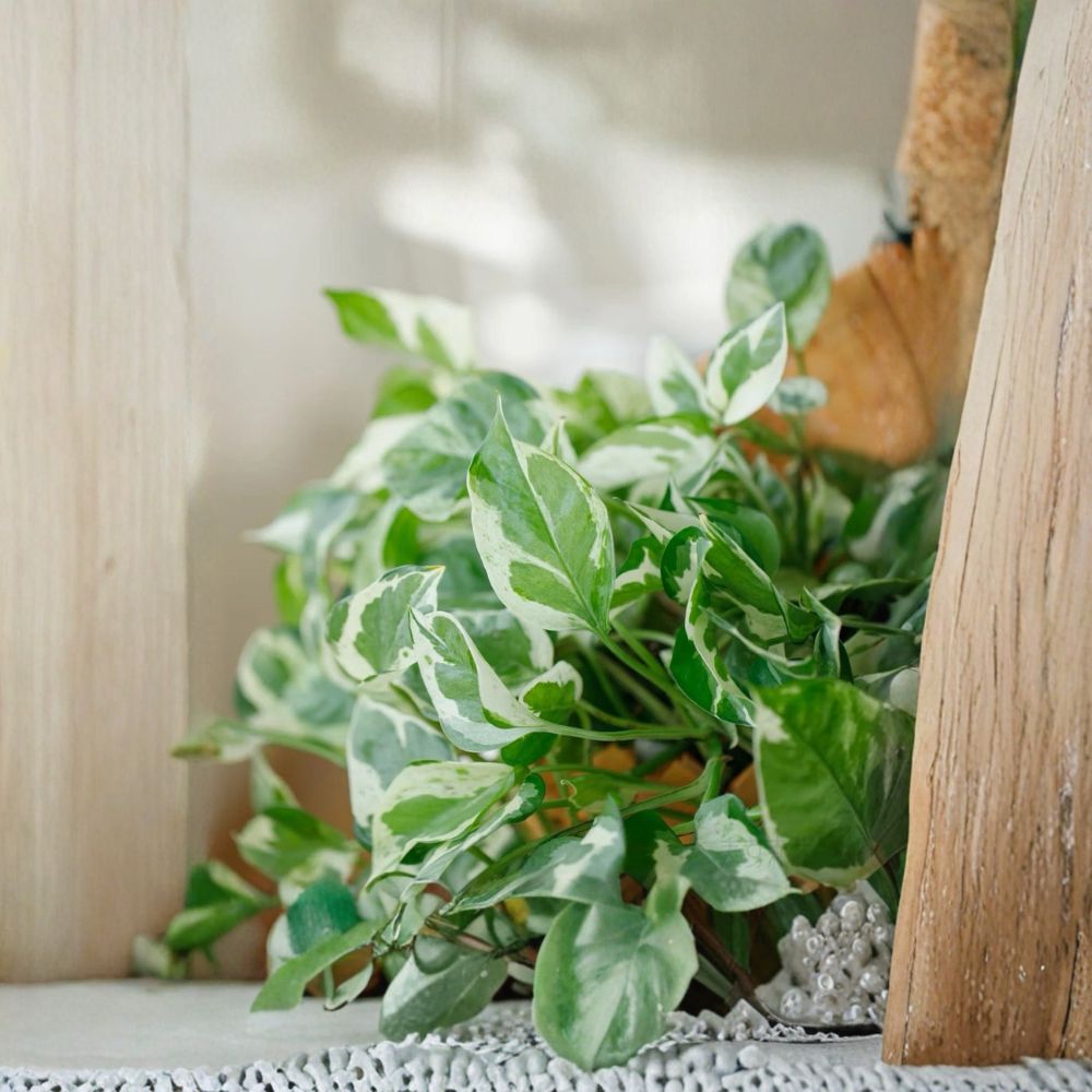 Pothos Pearls and Jade Cuttings – Epipremnum aureum Live Unrooted | Set of 3 | 4–5 Inch Cuttings | Variegated Houseplant | Easy to Grow