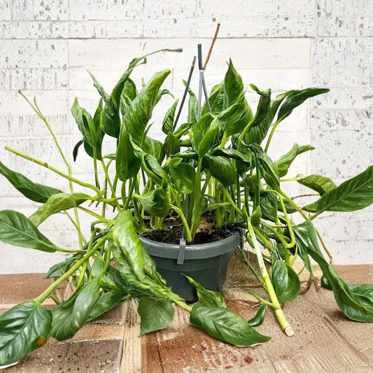 Shangri La Pothos Cuttings – Epipremnum 3 Pack No Roots | Rare Curled Leaf Houseplant | Easy Propagation Indoor Plant