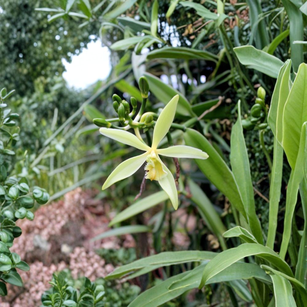 Vanilla Orchid Live Plant | Vanilla Planifolia Starter Plant in Pot | Grow Your Own Vanilla Beans | Tropical Climbing Vine | Free Shipping