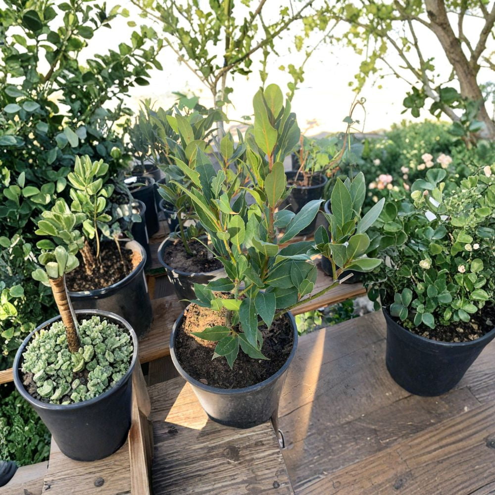 Bay Leaf Tree – Laurus nobilis Live Herb Plant | 1 Foot Tall | Shipped in 1 Gallon Pot  Sweet Bay Laurel | Culinary Herb Plant | Patio & Kitchen Garden Friendly