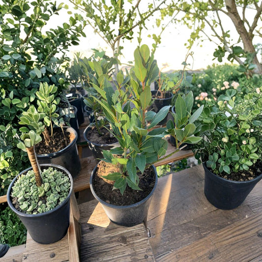 Bay Leaf Tree – Laurus nobilis Live Herb Plant | 1 Foot Tall | Shipped in 1 Gallon Pot  Sweet Bay Laurel | Culinary Herb Plant | Patio & Kitchen Garden Friendly