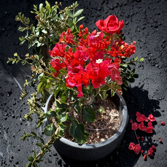Bougainvillea ‘Orange King’ – Bougainvillea spp. Live Flowering Vine | 1–2 Feet Tall | Ships in 3 Gallon Pot  Bright Orange Bracts | Tropical Color | Sun-Loving Plant