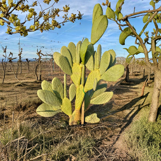 Nopal Prickly Pear – Edible Cactus 2 Live Cuttings | Fresh Pads | Ready to Root  Edible Nopal Plant | Fast Growing Cactus | Desert Garden Favorite