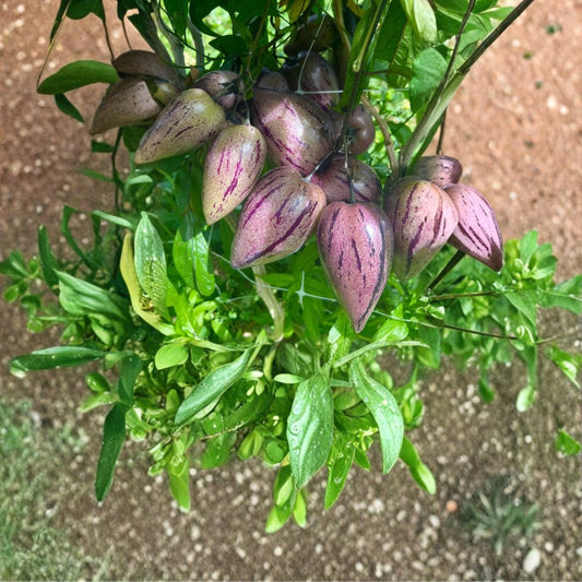 Pepino Melon Cuttings – Purple Stripey Variety | 6 Fresh Cuttings | Rare Fruiting Plant | Sweet Crisp Tropical Fruit | Easy to Grow Garden Starter