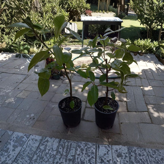 Cluster Fig Tree – Ficus racemosa (Cây Sung) Live Fruit Tree | 1 Foot Tall | Shipped in 1 Gallon Pot  Tropical Edible Fig | Unique Trunk-Fruiting Variety | Container Friendly