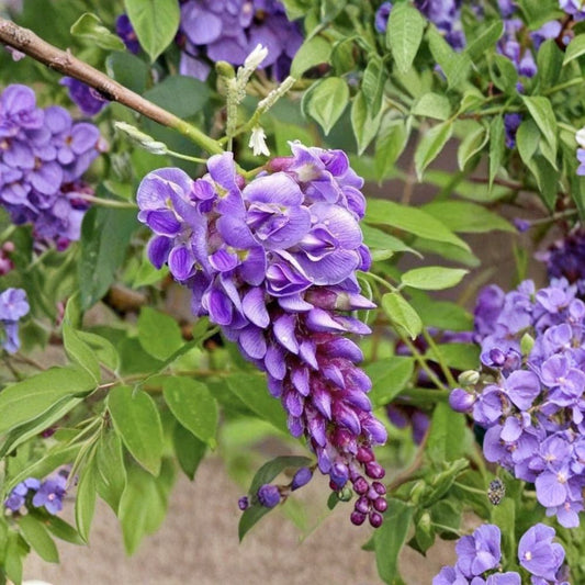 Purple Wisteria Cuttings – 10 Pack Unrooted 6 Inch | Hardy Fast Growing Climbing Vine | Fragrant Spring Flowers