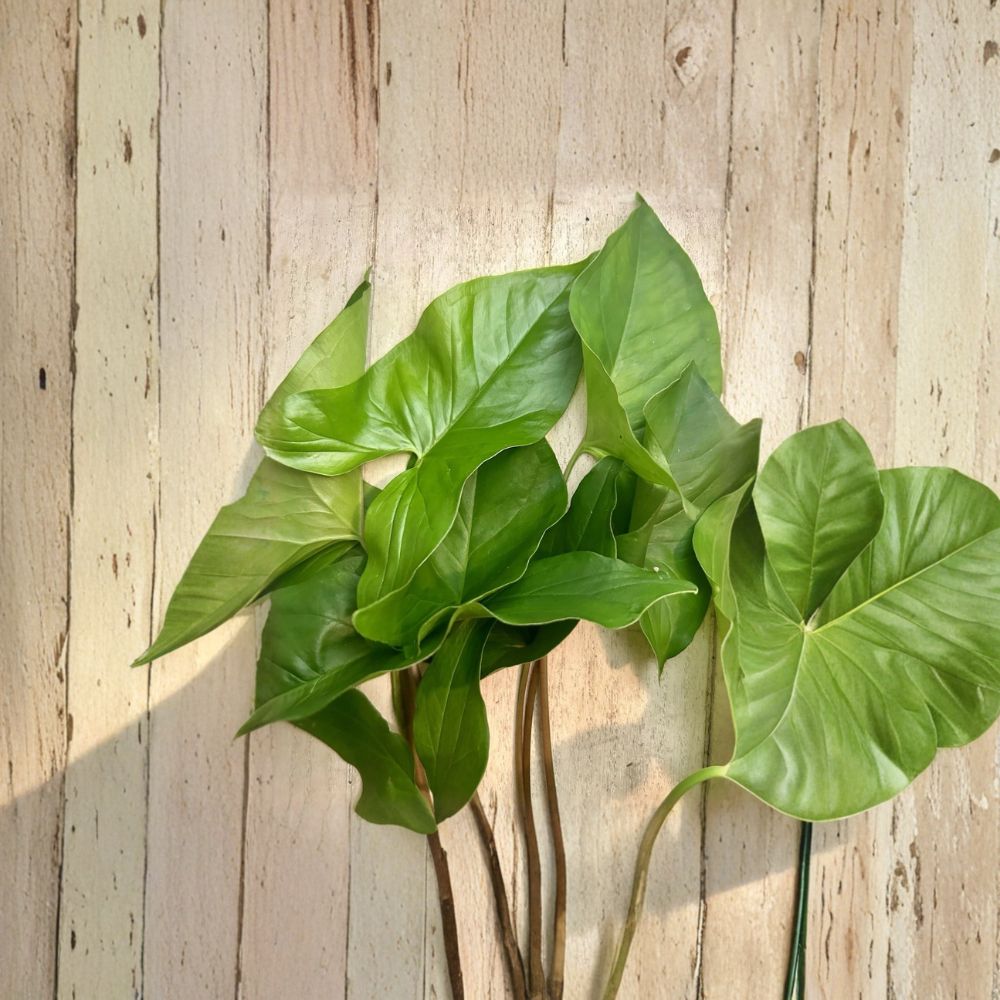 Ferns & Arrowhead Plants Bundle – 20 Rooted Cuttings | Boston Fern & Syngonium | Indoor Houseplants | Easy to Grow